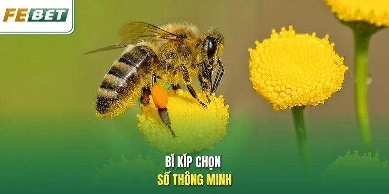 Bí kíp chọn số thông minh.