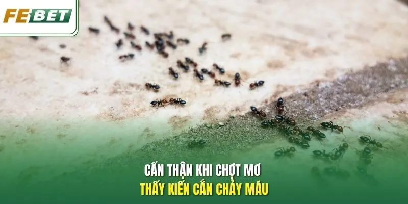 Cẩn thận khi chợt mơ thấy kiến cắn chảy máu