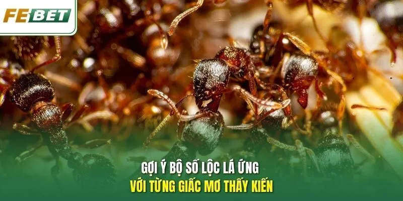 Gợi ý bộ số lộc lá ứng với từng giấc mơ thấy kiến