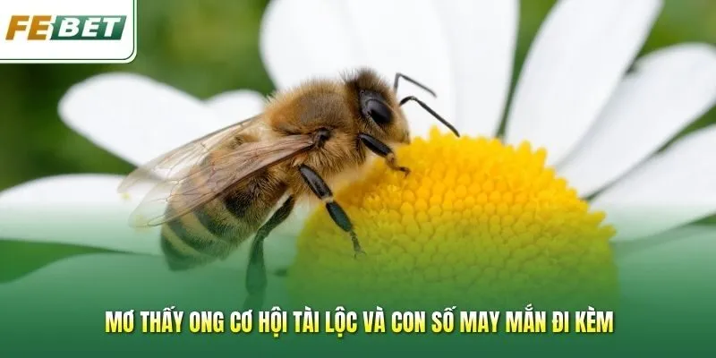 Mơ Thấy Ong Cơ Hội Tài Lộc Và Con Số May Mắn Đi Kèm