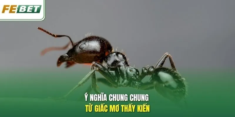 Ý nghĩa chung chung từ giấc mơ thấy kiến