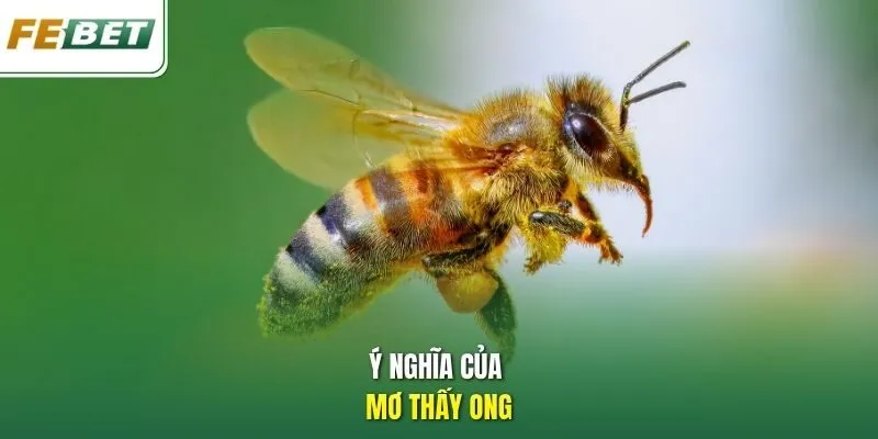 Ý nghĩa của mơ thấy ong.